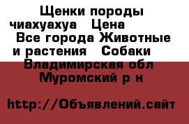 Щенки породы чиахуахуа › Цена ­ 12 000 - Все города Животные и растения » Собаки   . Владимирская обл.,Муромский р-н